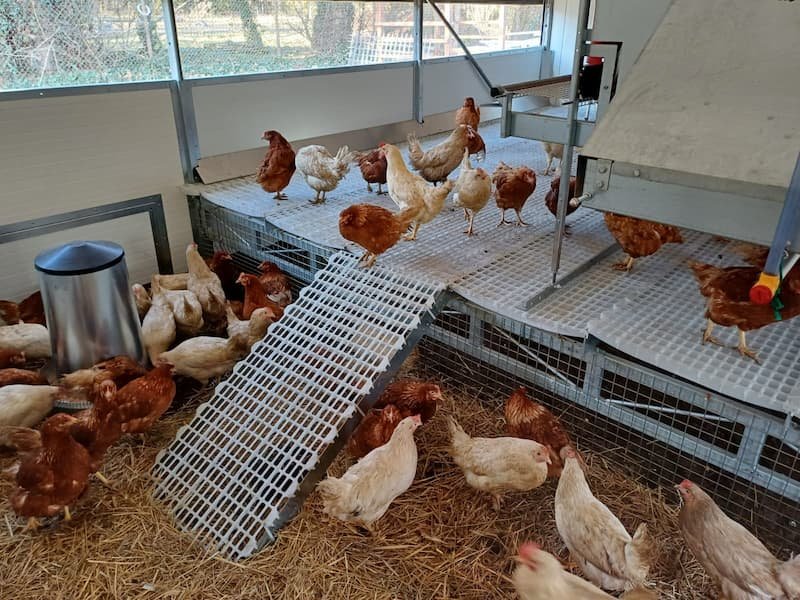 Quramo Q6 vištidės vidus su automatinėmis lizdų sekcijomis ir lesyklomis iki 860 dedeklių